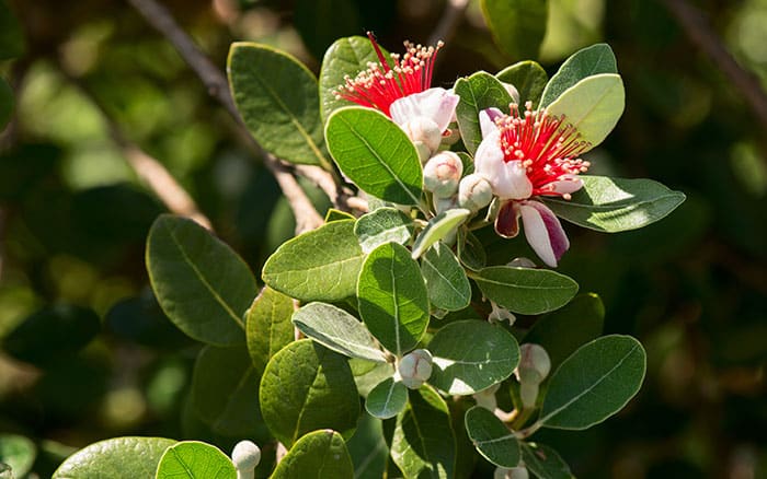 Rose-petal-salad-2