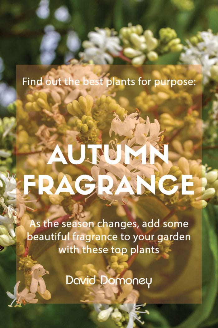 autumn fragrance