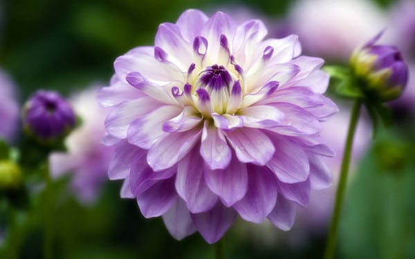 Caring for dahlias in your garden - David Domoney