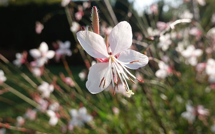 Gaura-lindheimeri-‘The-Bride’ Rose-petal-salad-2
