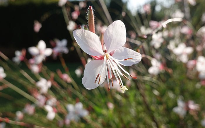 Rose-petal-salad-2