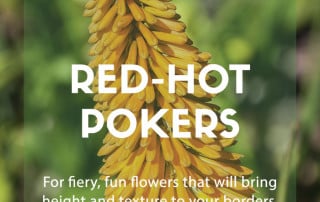 grow red hot pokers