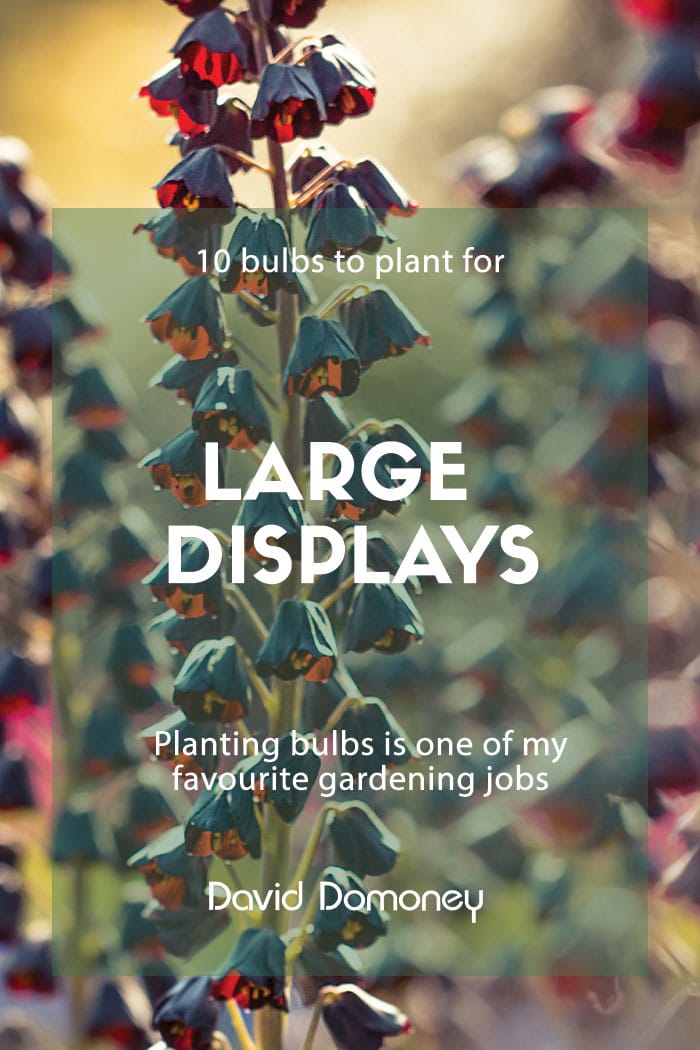 bulbs large display