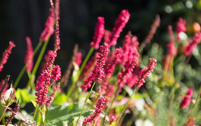 Persicaria-amplexicaulis-‘Firetail’ Rose-petal-salad-2