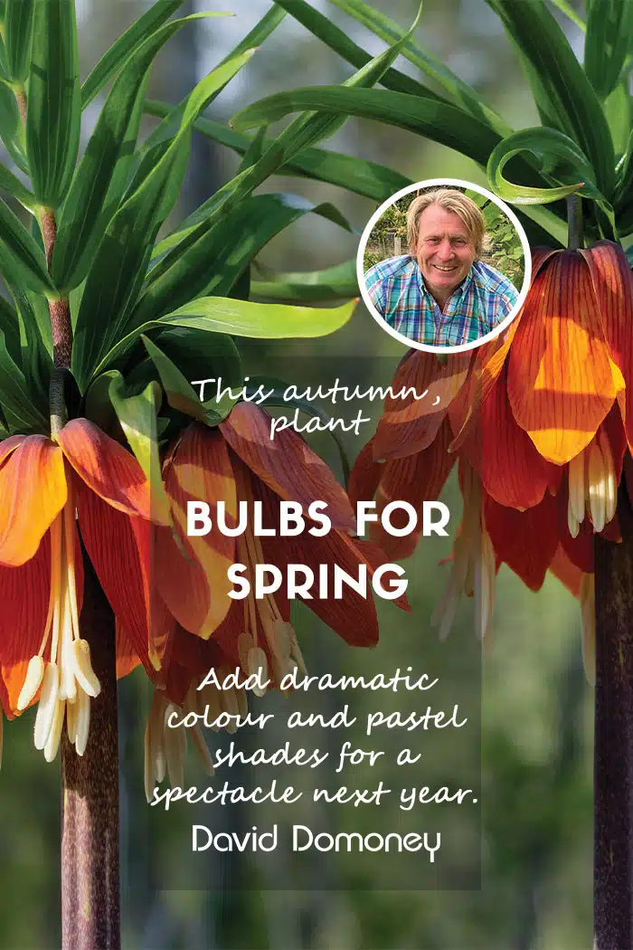 Planting bulbs for spring updated feature