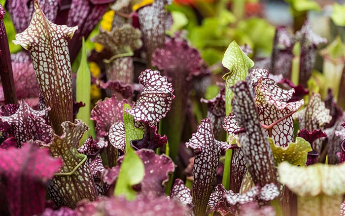 Rose-petal-salad-2