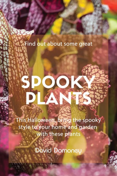 Halloween plants