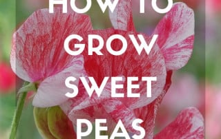 Sweet pea feature