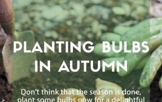 planting bulbs autumn