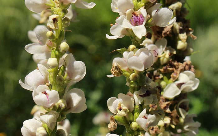 Verbascum-chaixii-(white-nettle-leaved-mullein)-‘Album’ Rose-petal-salad-2