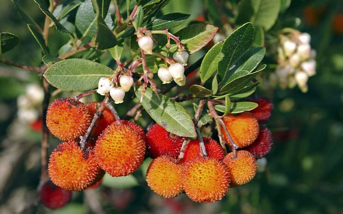 Arbutus-unedo-‘Compacta’-(strawberry-tree) Rose-petal-salad-2