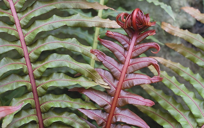 Rose-petal-salad-2