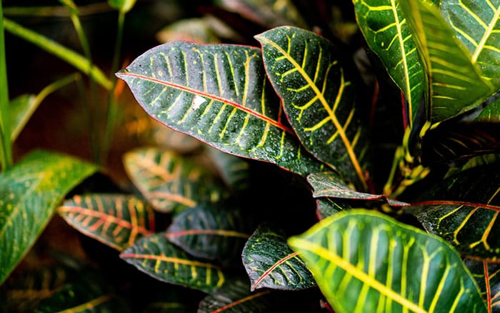 Codiaeum-variegatum-‘Petra’-(Croton) Lavender-sprigs-in-lemon-drink