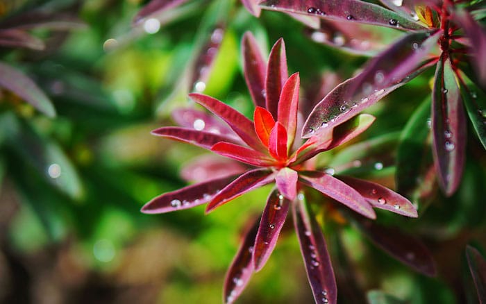 Euphorbia-amygdaloides-(wood-spurge)-‘Purpurea’ Rose-petal-salad-2