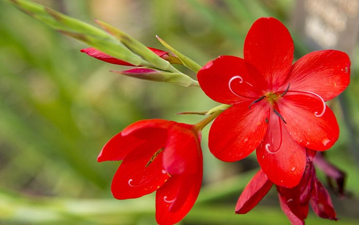 Hesperantha-coccinea-‘Major’-(crimson-flag-lily) Rose-petal-salad-2