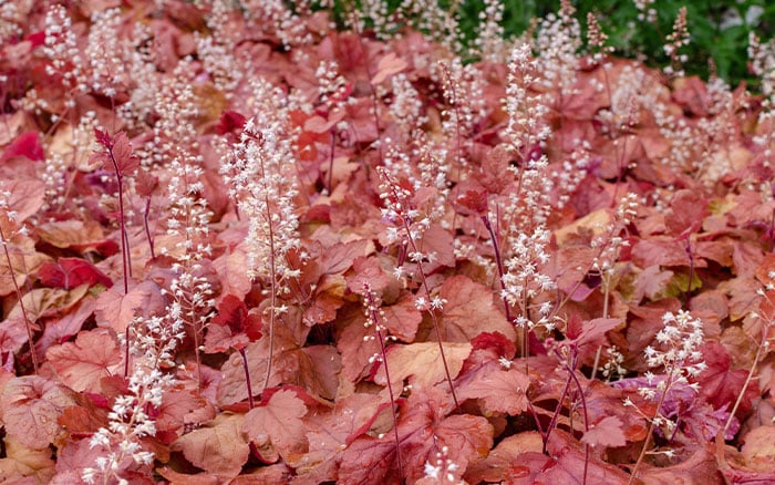 Heuchera-(alum-root)-‘Autumn-Leaves’ Rose-petal-salad-2