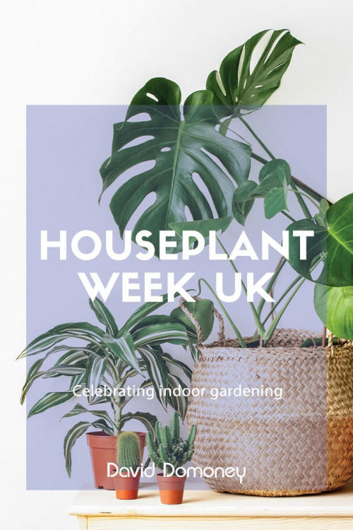 House plant week UK feature image