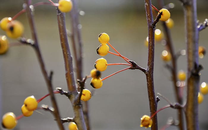Malus-(crab-apple)-‘Comtesse-De-Paris’ Rose-petal-salad-2