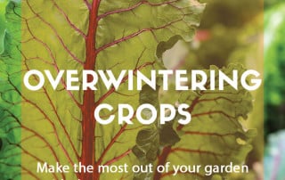 overwintering crops