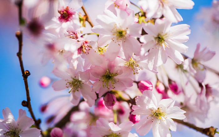 Prunus-‘Accolade’ Lavender-sprigs-in-lemon-drink