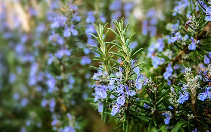 Lavender-sprigs-in-lemon-drink