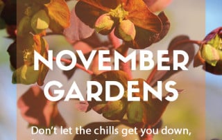 top ten plants for november