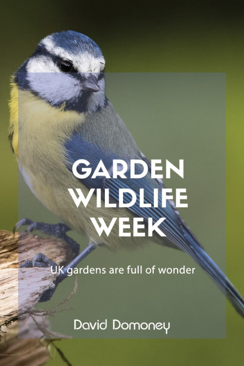 Garden wildlife week, feature image