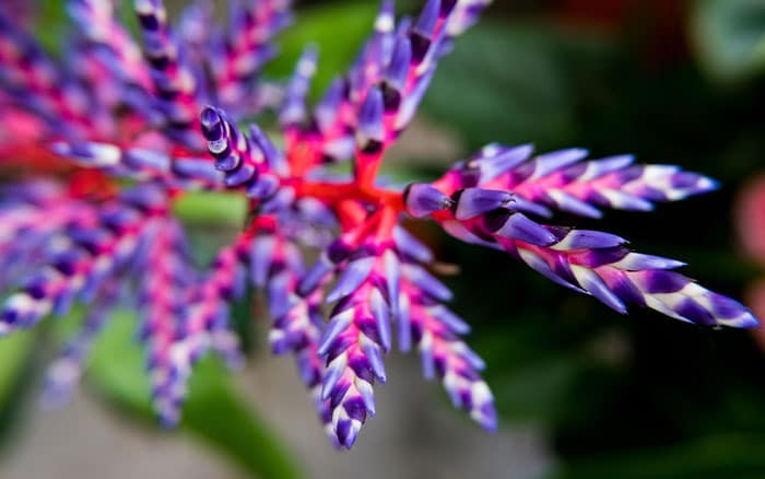 Aechmea-‘Blue-Rain’ Rose-petal-salad-2