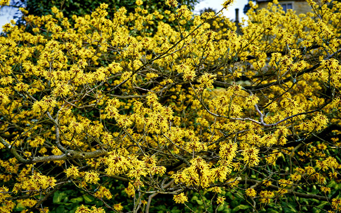 Hamamelis-×-intermedia-witch-hazel-‘Pallida’ Rose-petal-salad-2