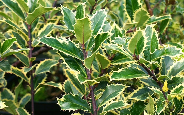 Ilex-aquifolium-(holly)-‘Handsworth-New-Silver’ Lavender-sprigs-in-lemon-drink