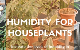 Top job for December: Increasing humidity for houseplants