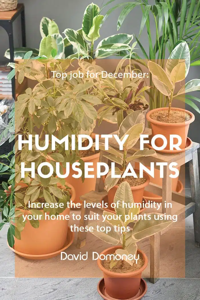 Top job for December: Increasing humidity for houseplants
