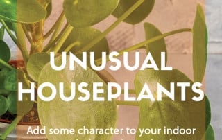 Unusual houseplants for your home
