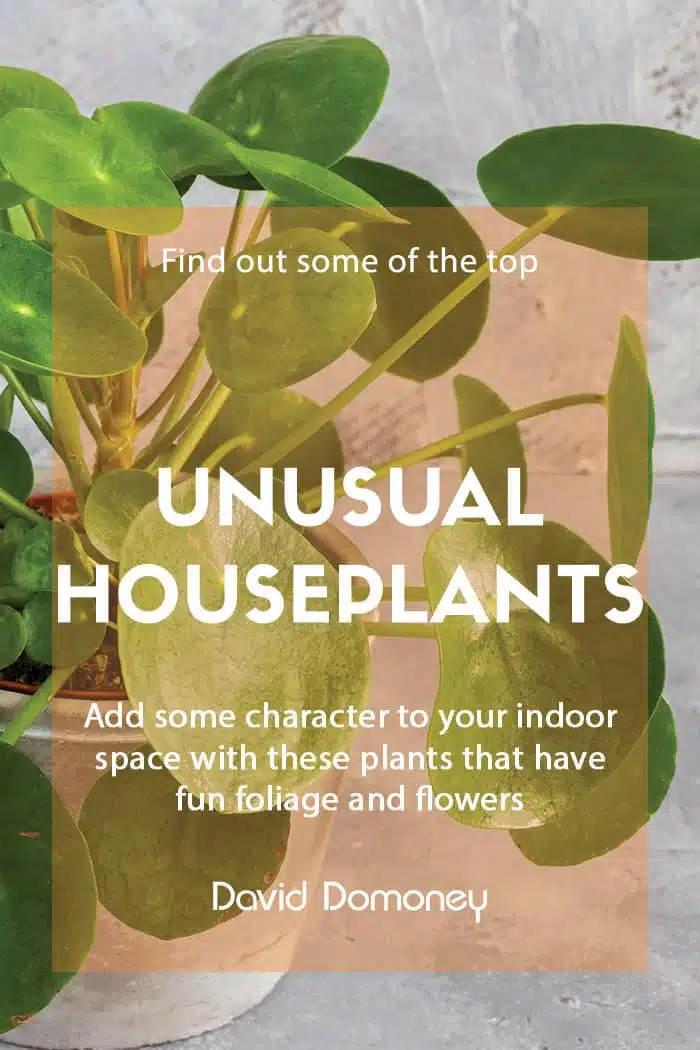 Unusual houseplants for your home