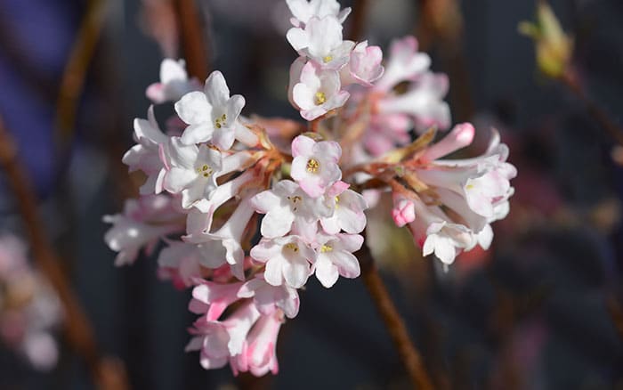 Viburnum-×-bodnantense-arrowwood-‘Dawn’ Rose-petal-salad-2
