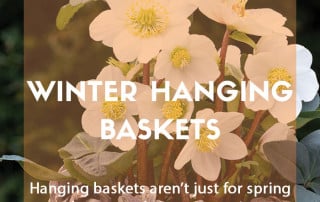 winter hanging baskets
