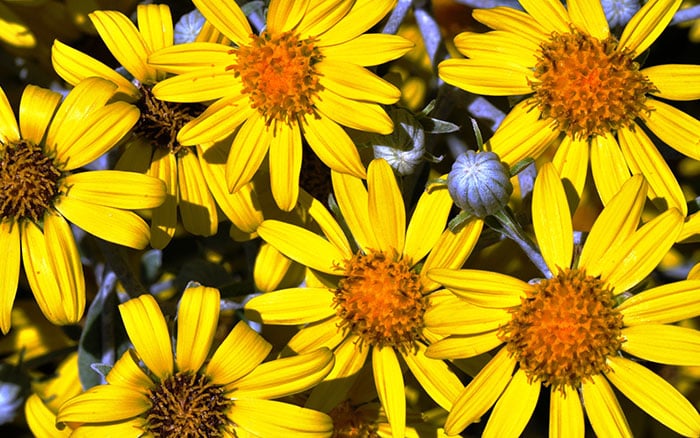Brachyglottis-‘Sunshine’ Rose-petal-salad-2