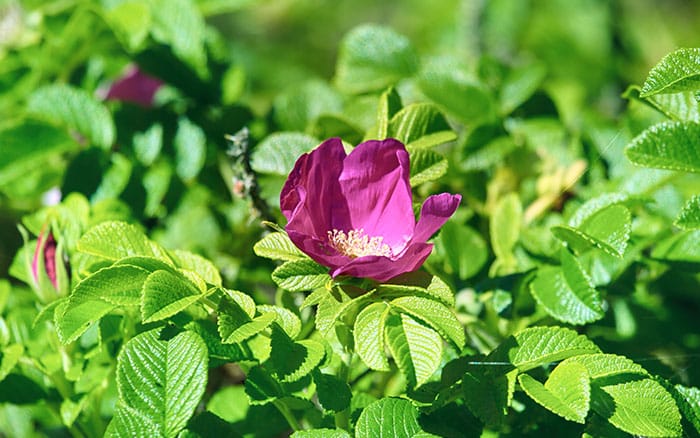 Rose-petal-salad-2