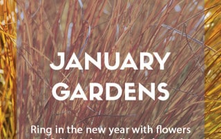 Top ten plants for January gardens