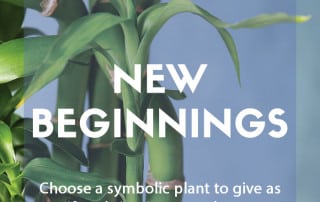 Top plants for new beginnings