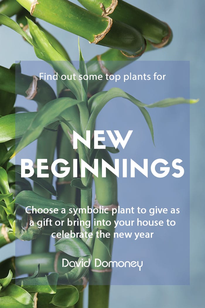 Top plants for new beginnings