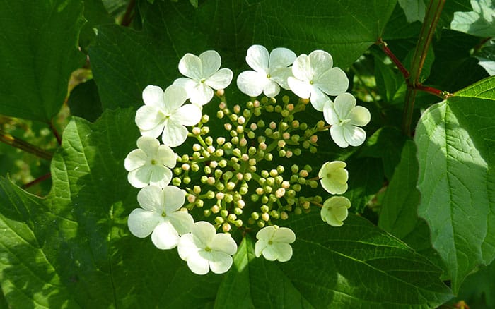 Rose-petal-salad-2