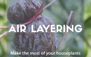 Propagate your houseplants by air layering