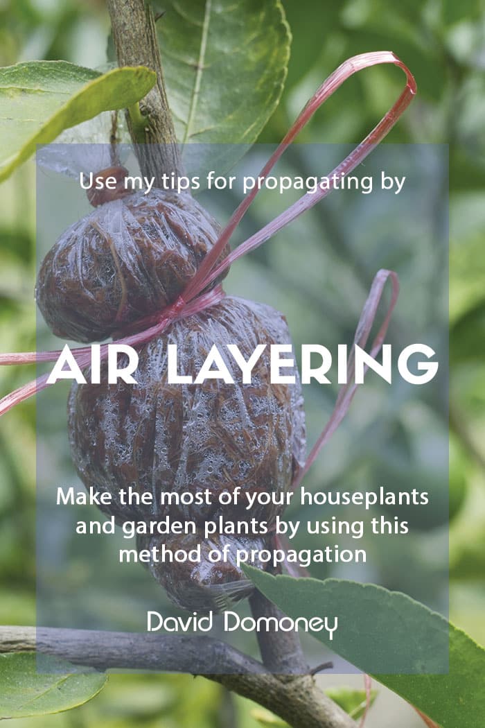 Propagate your houseplants by air layering