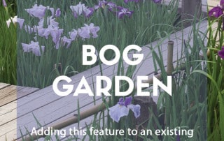 Creating a bog garden