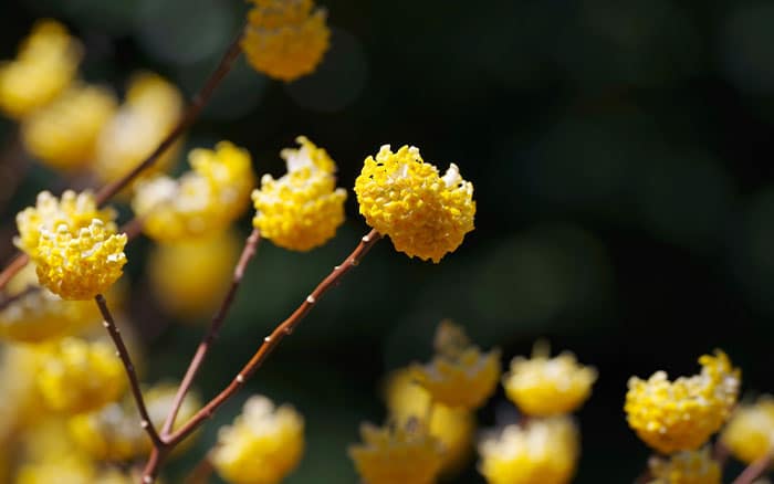 Edgeworthia-chrysantha-‘Grandiflora’-(Paperbush) Rose-petal-salad-2
