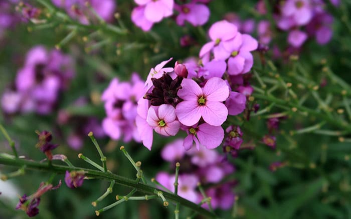 Erysimum-(perennial-wallflower)-‘Bowles’s-Mauve’ Rose-petal-salad-2