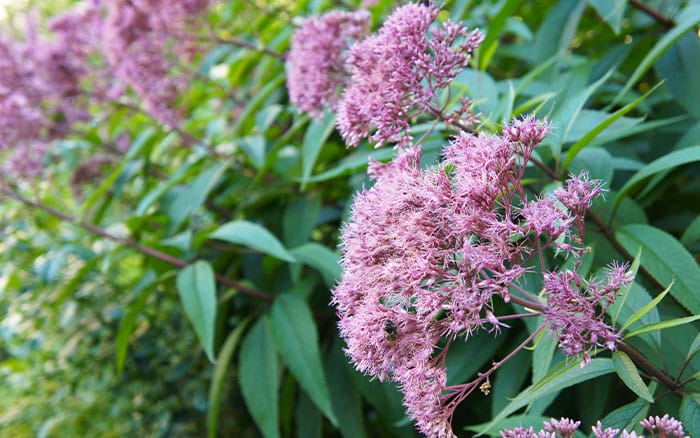 Eupatorium-maculatum-‘Riesenschirm’-(Joe-pye-weed) Rose-petal-salad-2