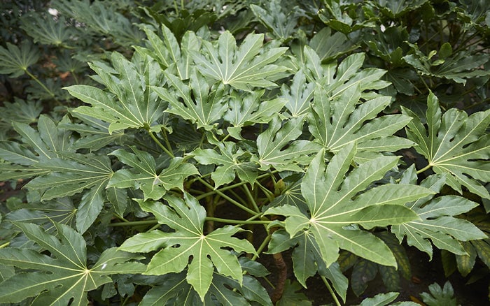 Fatsia japonica Japanese Aralia in garden