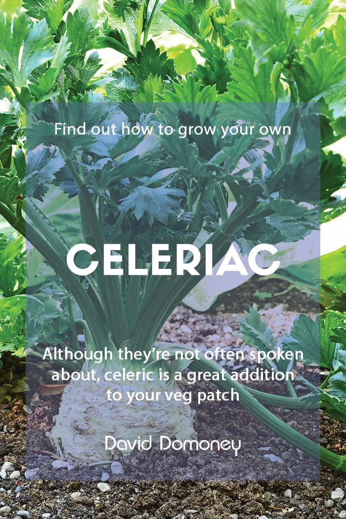 Grow your own celeriac